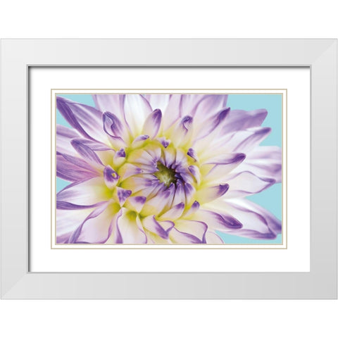 DAHLIA IN TEAL II White Modern Wood Framed Art Print with Double Matting by Fossey, George