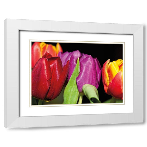 TULIPS ON BLACK White Modern Wood Framed Art Print with Double Matting by Witt, Sibylle