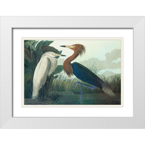 Purple Heron White Modern Wood Framed Art Print with Double Matting by Audubon, John James