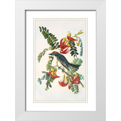 Gray Tyrant White Modern Wood Framed Art Print with Double Matting by Audubon, John James