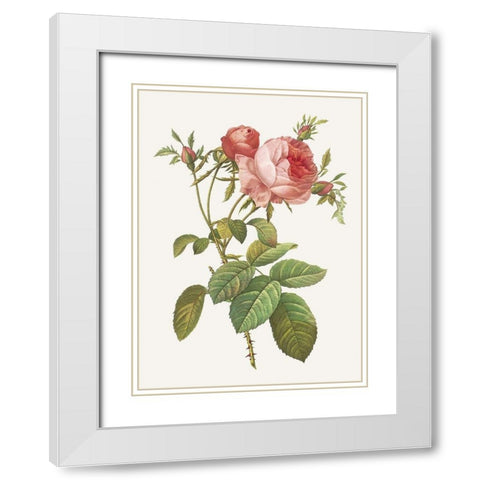 Rosa Centrifolia Foliacea White Modern Wood Framed Art Print with Double Matting by Redoute, Pierre Joseph