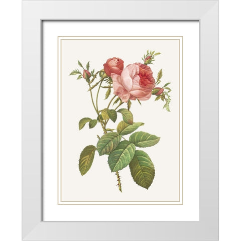 Rosa Centrifolia Foliacea White Modern Wood Framed Art Print with Double Matting by Redoute, Pierre Joseph