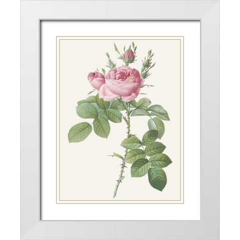 Rosa Bifera Officinalis White Modern Wood Framed Art Print with Double Matting by Redoute, Pierre Joseph