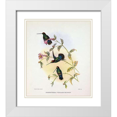 Dorifera Veraguensis White Modern Wood Framed Art Print with Double Matting by Ashley, Aaron