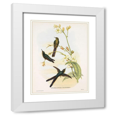 Sparganura Glyceria White Modern Wood Framed Art Print with Double Matting by Ashley, Aaron