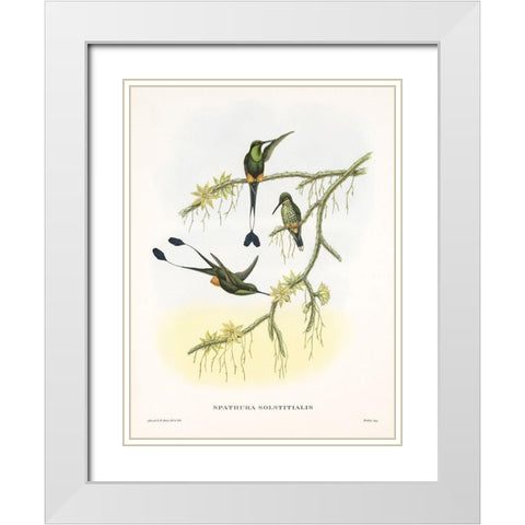 Spathura Solstitialis White Modern Wood Framed Art Print with Double Matting by Ashley, Aaron