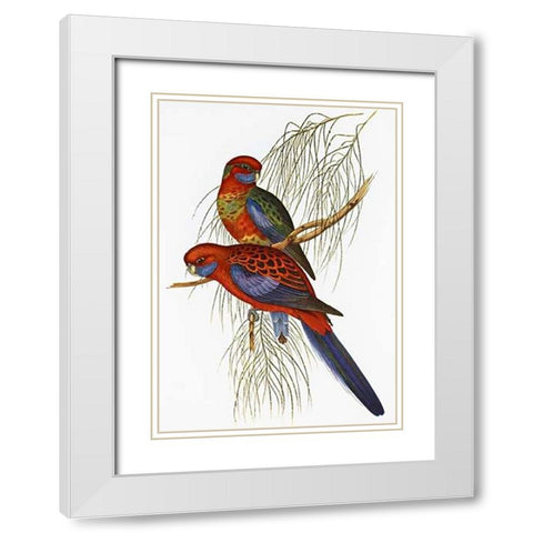 Platycercus Pennantii White Modern Wood Framed Art Print with Double Matting by Ashley, Aaron