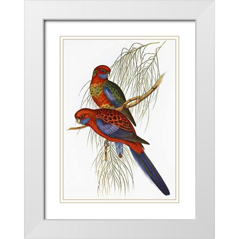 Platycercus Pennantii White Modern Wood Framed Art Print with Double Matting by Ashley, Aaron