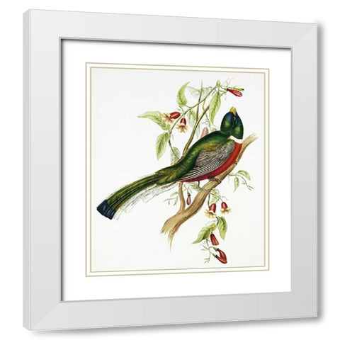 Trogon Ambiguus White Modern Wood Framed Art Print with Double Matting by Ashley, Aaron