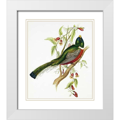 Trogon Ambiguus White Modern Wood Framed Art Print with Double Matting by Ashley, Aaron