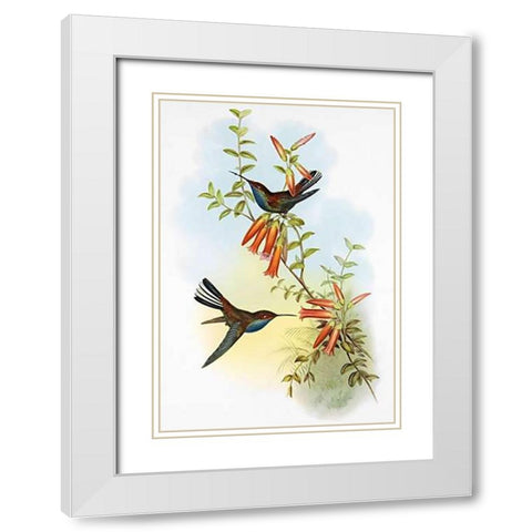 UroMuseumoa Bougieri White Modern Wood Framed Art Print with Double Matting by Ashley, Aaron