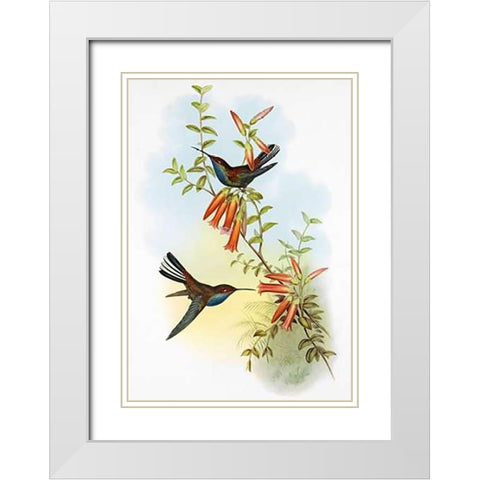 UroMuseumoa Bougieri White Modern Wood Framed Art Print with Double Matting by Ashley, Aaron