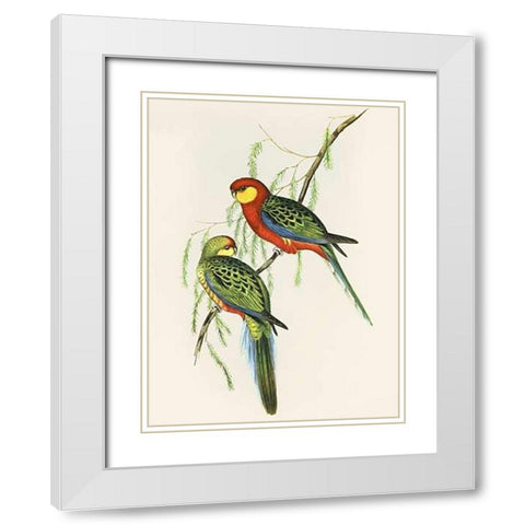 Platycercus Icterotis White Modern Wood Framed Art Print with Double Matting by Ashley, Aaron