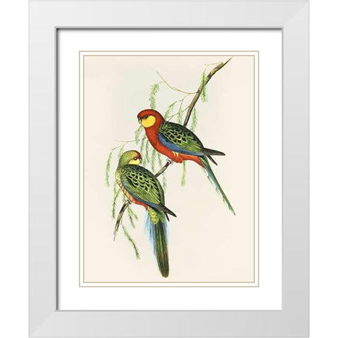 Platycercus Icterotis White Modern Wood Framed Art Print with Double Matting by Ashley, Aaron