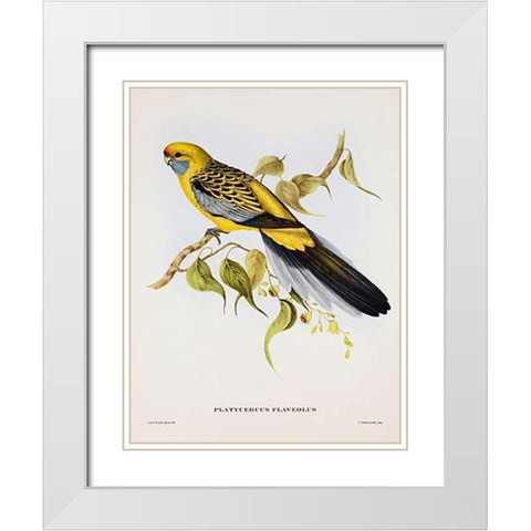 Platycercus Derbianus White Modern Wood Framed Art Print with Double Matting by Ashley, Aaron