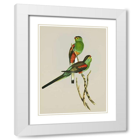 Psephotus Pulcherrimus White Modern Wood Framed Art Print with Double Matting by Ashley, Aaron