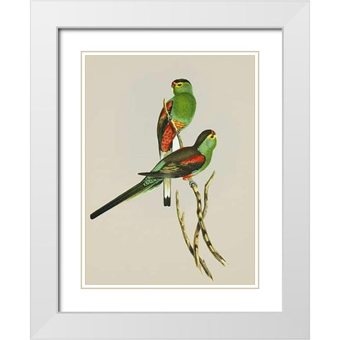 Psephotus Pulcherrimus White Modern Wood Framed Art Print with Double Matting by Ashley, Aaron