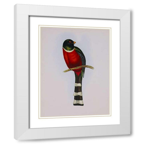 Trogon Mexicanus White Modern Wood Framed Art Print with Double Matting by Ashley, Aaron