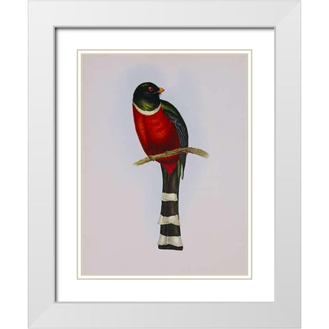 Trogon Mexicanus White Modern Wood Framed Art Print with Double Matting by Ashley, Aaron