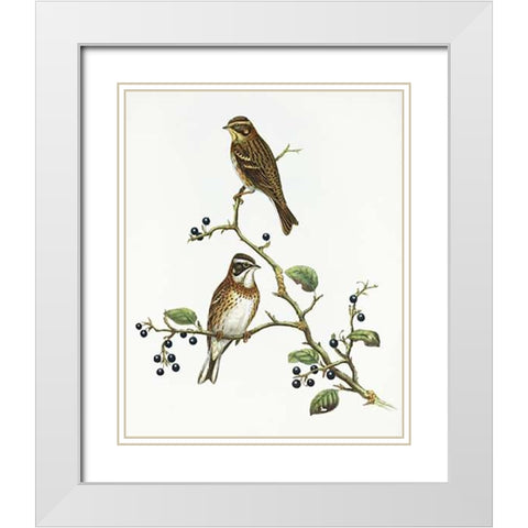 Emberiza Rustica White Modern Wood Framed Art Print with Double Matting by Ashley, Aaron