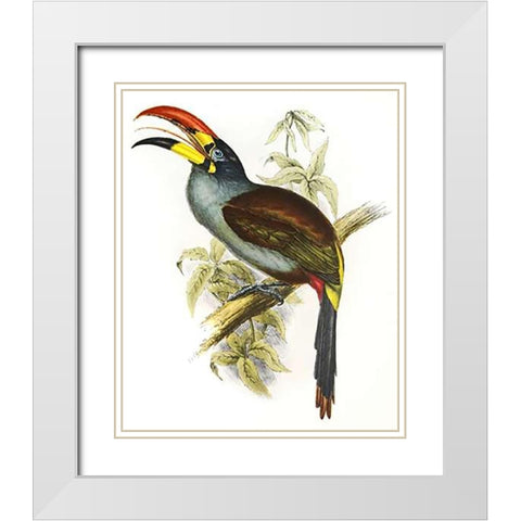 Pteroglossus Hypoglaucus White Modern Wood Framed Art Print with Double Matting by Ashley, Aaron
