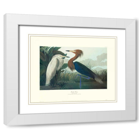 Purple Heron (decorative border) White Modern Wood Framed Art Print with Double Matting by Audubon, John James