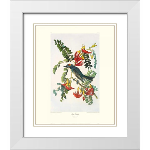 Gray Tyrant (decorative border) White Modern Wood Framed Art Print with Double Matting by Audubon, John James