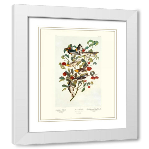 Audubons Warbler (decorative border) White Modern Wood Framed Art Print with Double Matting by Audubon, John James
