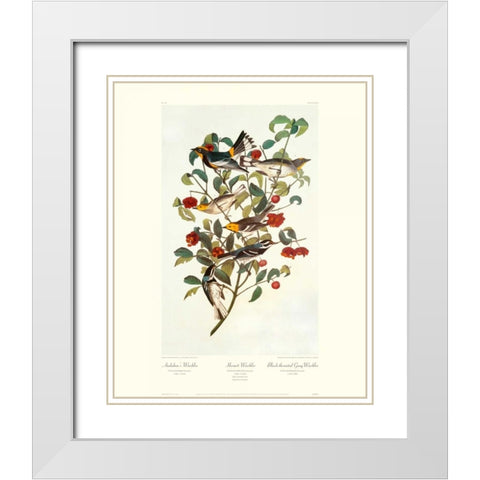 Audubons Warbler (decorative border) White Modern Wood Framed Art Print with Double Matting by Audubon, John James