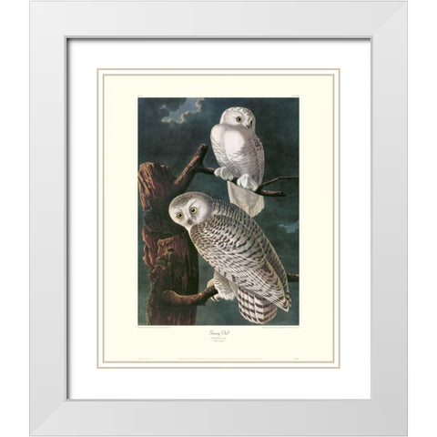 Snowy Owl (decorative border) White Modern Wood Framed Art Print with Double Matting by Audubon, John James