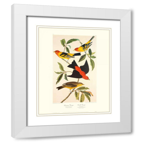 Louisiana Tanager, Scarlet Tanager (decorative border) White Modern Wood Framed Art Print with Double Matting by Audubon, John James