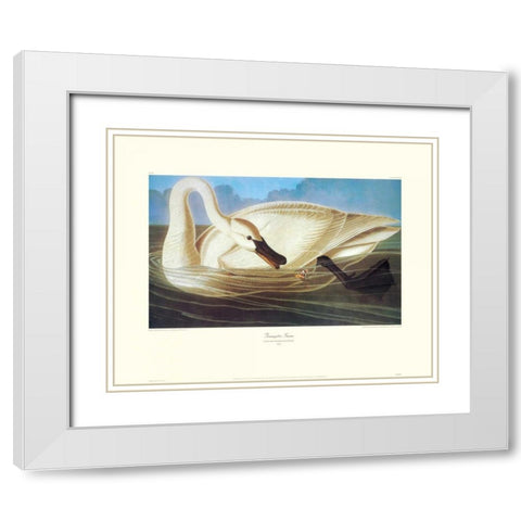 Trumpeter Swan (decorative border) White Modern Wood Framed Art Print with Double Matting by Audubon, John James
