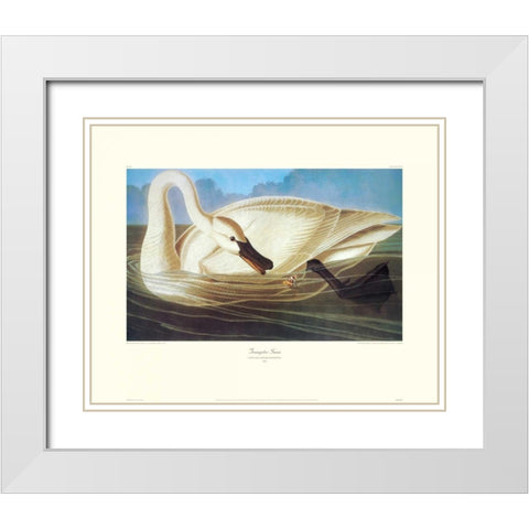 Trumpeter Swan (decorative border) White Modern Wood Framed Art Print with Double Matting by Audubon, John James