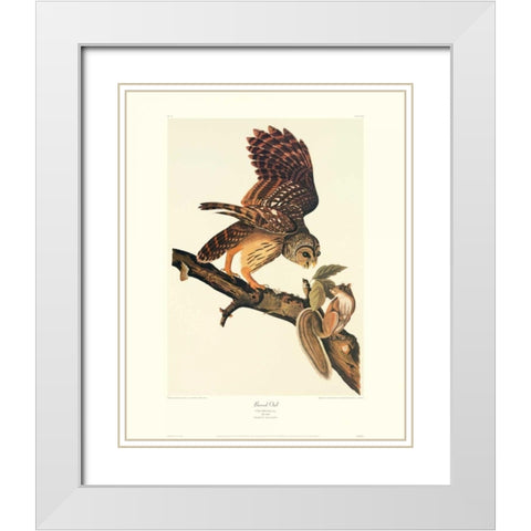 Barred Owl (decorative border) White Modern Wood Framed Art Print with Double Matting by Audubon, John James