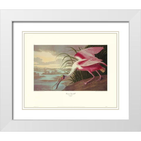 Roseate Spoonbill (decorative border) White Modern Wood Framed Art Print with Double Matting by Audubon, John James