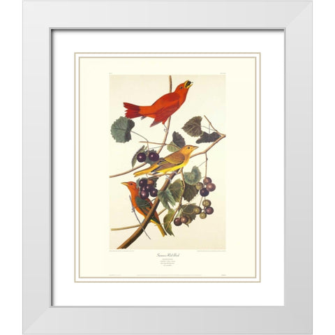 Summer Red Bird (decorative border) White Modern Wood Framed Art Print with Double Matting by Audubon, John James