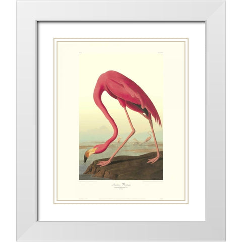 American Flamingo (decorative border) White Modern Wood Framed Art Print with Double Matting by Audubon, John James
