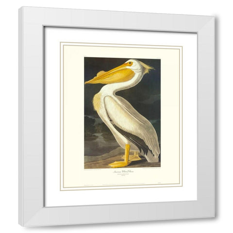 American White Pelican (decorative border) White Modern Wood Framed Art Print with Double Matting by Audubon, John James