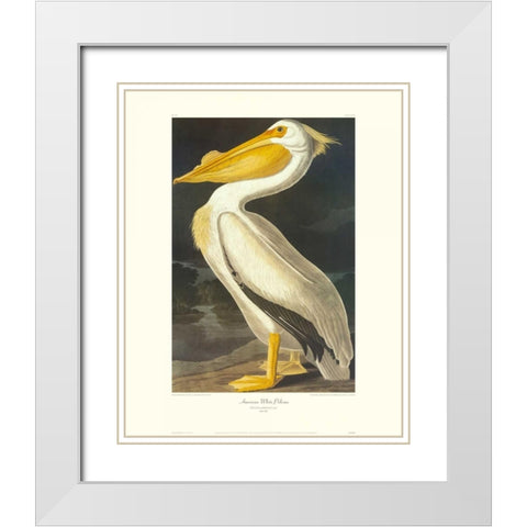 American White Pelican (decorative border) White Modern Wood Framed Art Print with Double Matting by Audubon, John James