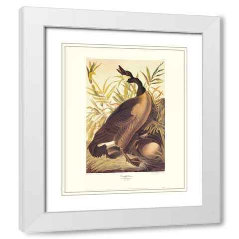 Canada Goose (decorative border) White Modern Wood Framed Art Print with Double Matting by Audubon, John James