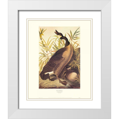 Canada Goose (decorative border) White Modern Wood Framed Art Print with Double Matting by Audubon, John James