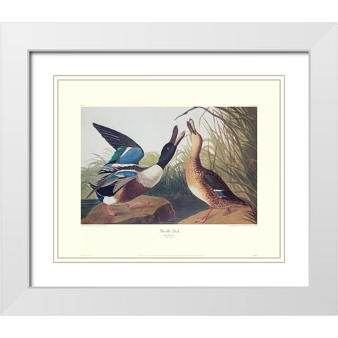 Shoveller Duck (decorative border) White Modern Wood Framed Art Print with Double Matting by Audubon, John James