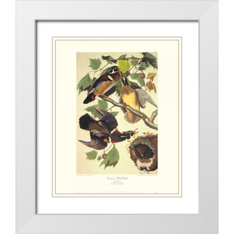 Summer Or Wood Duck (decorative border) White Modern Wood Framed Art Print with Double Matting by Audubon, John James