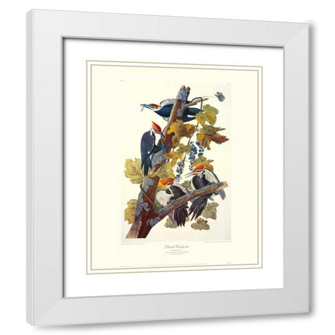 Pileated Woodpecker (decorative border) White Modern Wood Framed Art Print with Double Matting by Audubon, John James