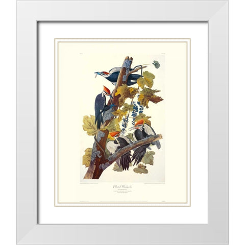 Pileated Woodpecker (decorative border) White Modern Wood Framed Art Print with Double Matting by Audubon, John James