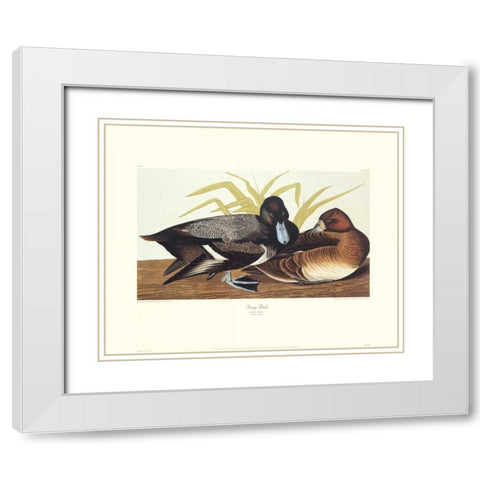 Scaup Duck (decorative border) White Modern Wood Framed Art Print with Double Matting by Audubon, John James
