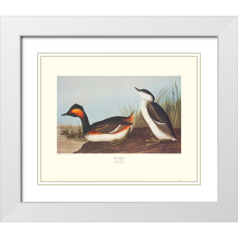 Eared Grebe (decorative border) White Modern Wood Framed Art Print with Double Matting by Audubon, John James