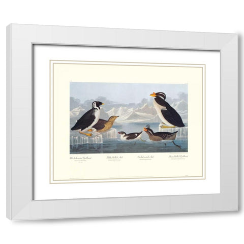 Black-throated Guillemot and Nobbed-billed Auk (decorative border) White Modern Wood Framed Art Print with Double Matting by Audubon, John James