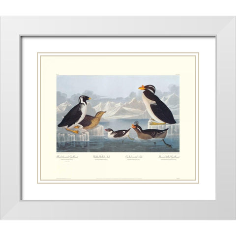 Black-throated Guillemot and Nobbed-billed Auk (decorative border) White Modern Wood Framed Art Print with Double Matting by Audubon, John James