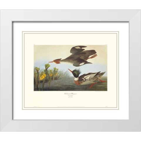Red-Breasted Merganser (decorative border) White Modern Wood Framed Art Print with Double Matting by Audubon, John James